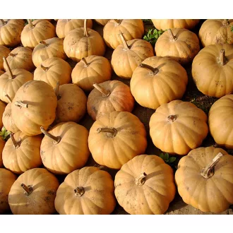 Sütőtök Ibiza F1 Bobby - 500 szem