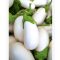 Tojásgyümölcs fehér White Egg Agrosem - 0.3g