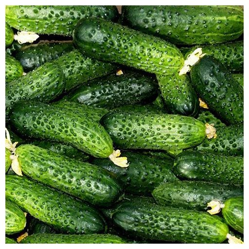 Uborka Mirabelle F1 Seminis - 250 szem