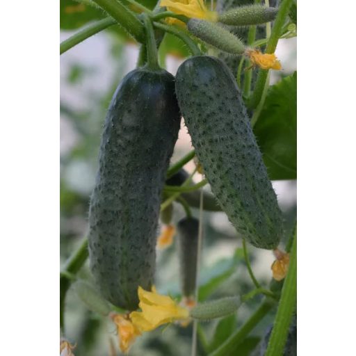 Uborka Barytone F1 (12-VF206) RZ 1000 szem