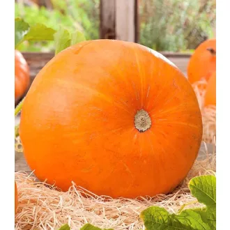 Sütőtök Golias Semo - 25g