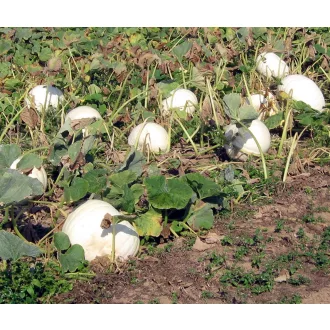 Sütőtök Polar Bear F1 Halloween Bobby-Seeds - 100 szem