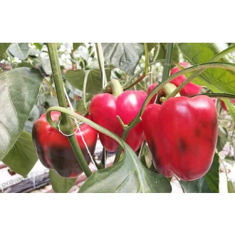 Paprika Sensei F1 Syngenta - 500 szem