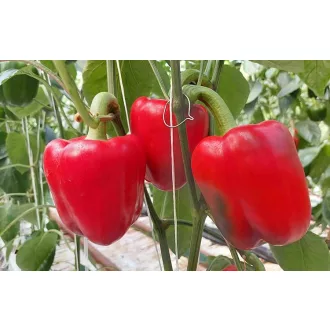 Paprika Hokkaido F1 Syngenta - 500 szem