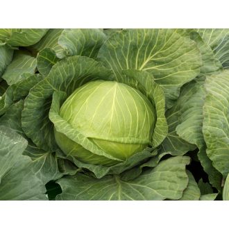 Fejeskáposzta Kilabaron F1 Syngenta - 2500 szem