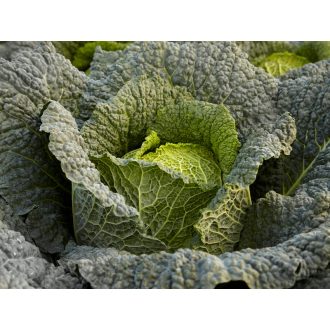 Kelkáposzta Alabama F1 Syngenta - 2500 szem
