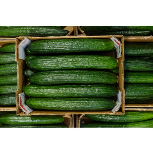 Uborka Sirian F1 Syngenta - 500 szem