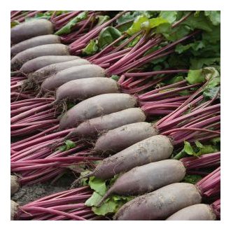 Cékla Alto F1 Hengeres Precíziós Mag Bejo - 50.000 szem