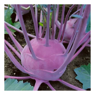 Karalábé Violeta Semo - 500 szem