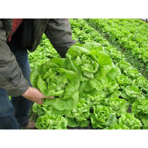 Saláta Bremex Semo - 1000 szem