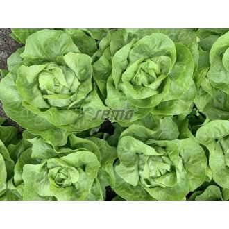 Saláta Safirus Semo - 1000 szem