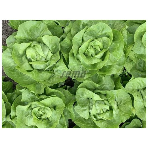 Saláta Safirus Semo - 1000 szem
