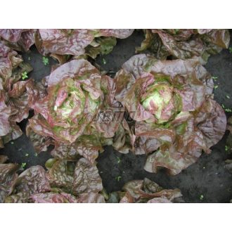 Saláta Cervanek Semo - 1000 szem