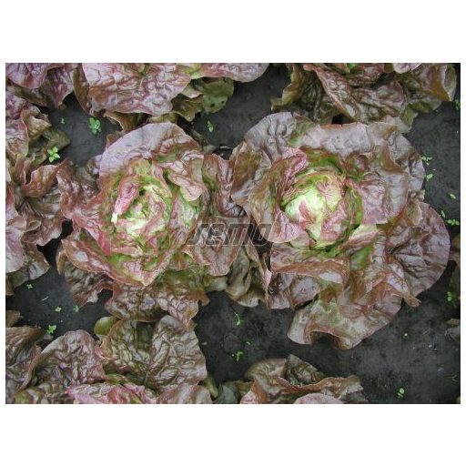 Saláta Cervanek Semo - 1000 szem