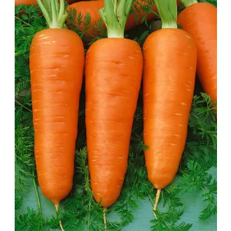 Sárgarépa Chamere Semo - 25g