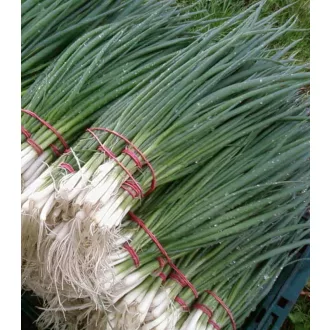 Kötözőhagyma Gerda Semo - 500g