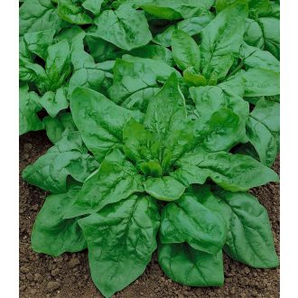 Spenót Monores Semo - 10g