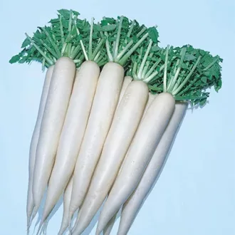 Retek April Cross F1 Precíziós Takii Seed - 10.000 szem