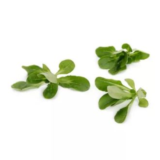 Saláta Madársaláta Sonett (50-502) RZ - 25.000 szem