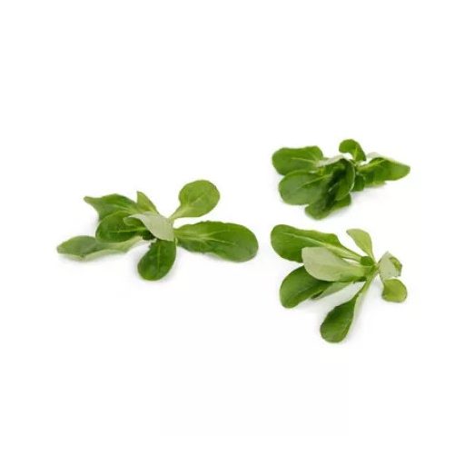 Saláta Madársaláta Sonett (50-502) RZ - 25.000 szem