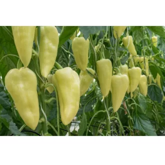 Paprika Primalist F1 (35-hw1913) RZ - 100 szem