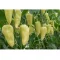 Paprika Primalist F1 (35-hw1913) RZ - 100 szem