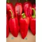 Paprika Attractica F1 35-KR1505 Kápia RZ - 100 szem