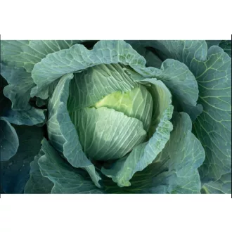 Fejeskáposzta Manouk 30-WC796 F1 RZ - 2500 szem