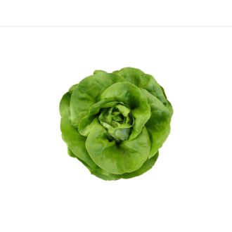 Saláta Myles (42-BU4880) RZ - 1000 szem