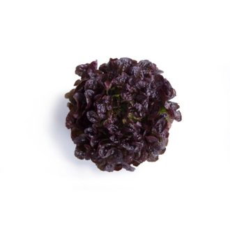 Saláta Totalai (83-OA5082) Tölgylevelű - 1000 szem