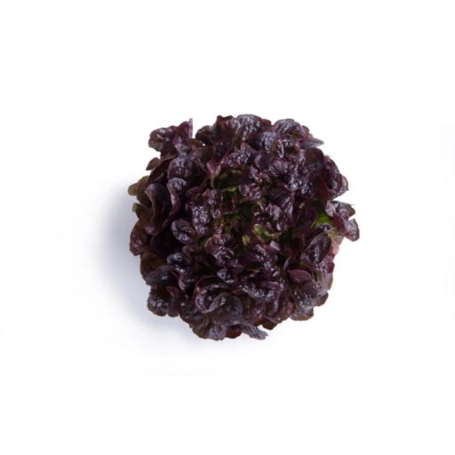 Saláta Totalai (83-OA5082) Tölgylevelű - 1000 szem