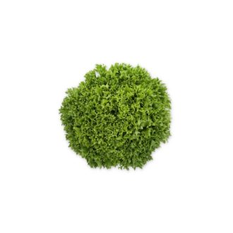 Saláta Exenture Knoxt (79-IN1106) RZ Salanova - 1000 szem