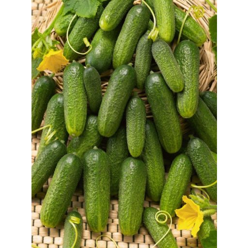 Uborka Twiggi F1 Alfal. - 500 szem