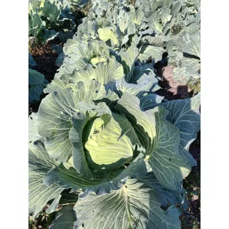 Fejeskáposzta Kampe F1 AlfaL. - 2500 szem