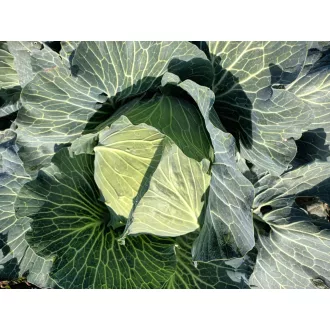 Fejeskáposzta Madison F1 AlfaL. - 2500 szem