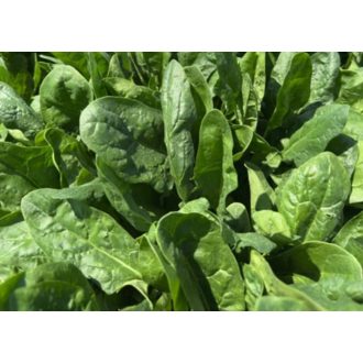 Spenót MSX 35077 F1 ZFW - 25.000 szem