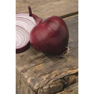   Vöröshagyma Red Lady F1 lila Prec. (2.0-2.75mm) Bejo - 10.000 szem