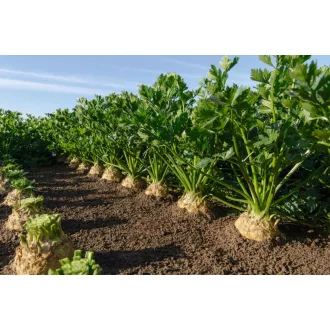 Zeller Carla F1 Bejo - 10.000 szem