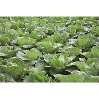 Kínaikel Emiko F1 Bejo - 2500 szem