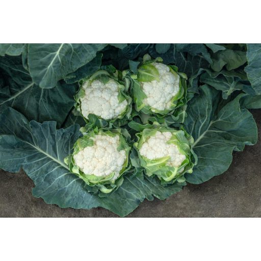 Karfiol Cantoria F1 Prec. Bejo - 2500sz