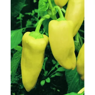 Paprika Goldus F1 Semo - 100 szem