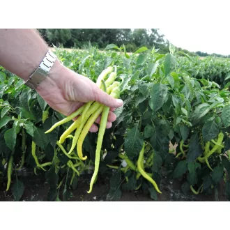 Paprika Spiralus Semo - 100 szem