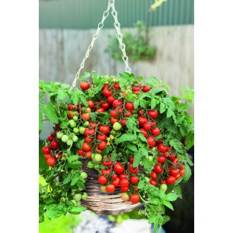 Paradicsom Bejbinek F1 Törpe Semo - 100 szem