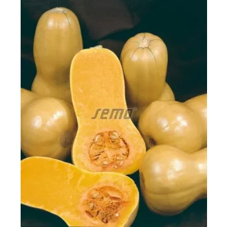 Sütőtök Stella F1 Semo - 10g