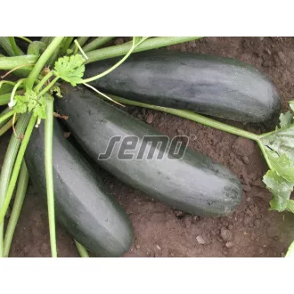 Cukkini Startgreen F1 Semo - 10g