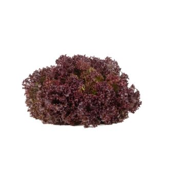 Saláta Samantine (85-LE3380) RZ Lollo Rossa - 1000 szem