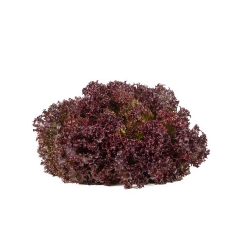 Saláta Samantine (85-LE3380) RZ Lollo Rossa - 1000 szem