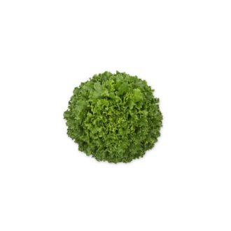 Saláta Galley (79-ML5152) RZ Salanova - 1000 szem