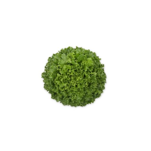 Saláta Galley (79-ML5152) RZ Salanova - 1000 szem