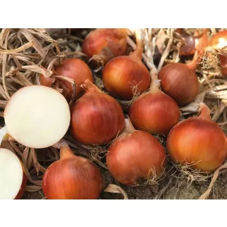 Vöröshagyma Dolomit F1 Prec. Cora Seeds - 100.000 szem